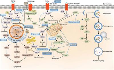 Aconiti Lateralis Radix Praeparata as Potential Anticancer Herb: Bioactive Compounds and Molecular Mechanisms